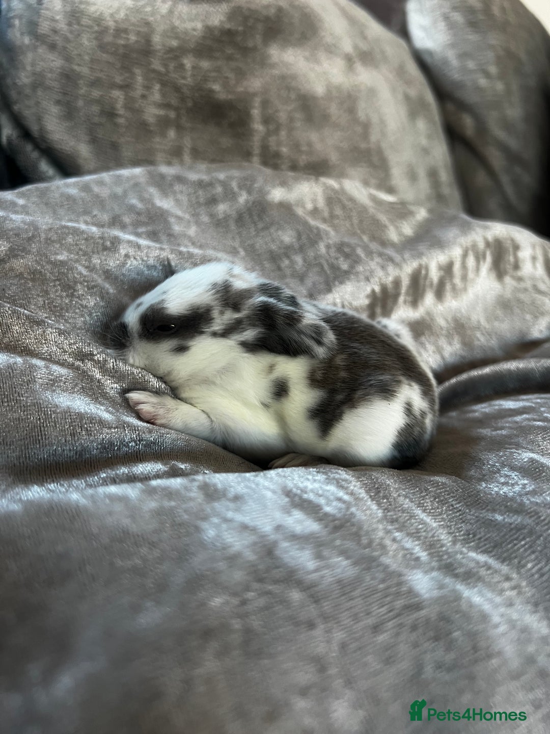 English rabbits for sale: Baby rabbits  - Image 5