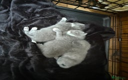 British Shorthair cats for sale: British Shorthair Kittens - Image 1