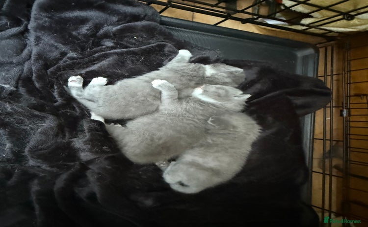 British Shorthair cats - Advert 14