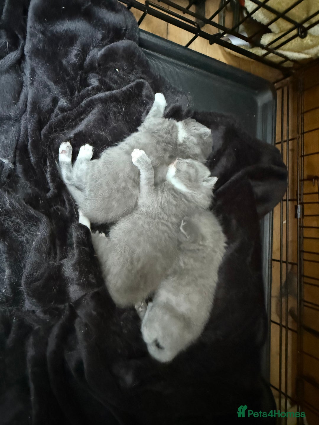 British Shorthair cats for sale: British Shorthair Kittens - Image 1