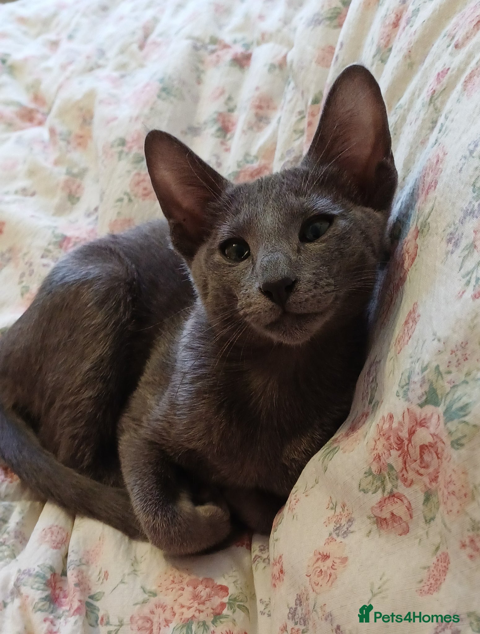 Oriental cats Blue oriental kitten  - Advert 6