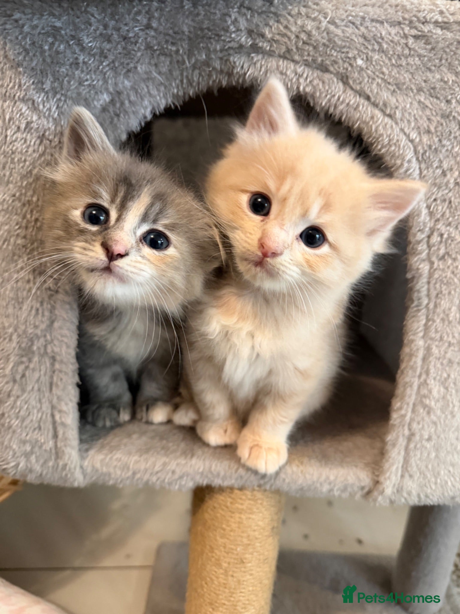 Ragcoon cats Beautiful raccoon kittens  - Advert 8