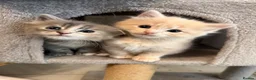 Ragcoon cats for sale: Beautiful raccoon kittens  - Advert 1