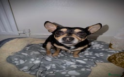 Mixed Breed dogs for sale: Scooby looking for a new loving home - Image 2