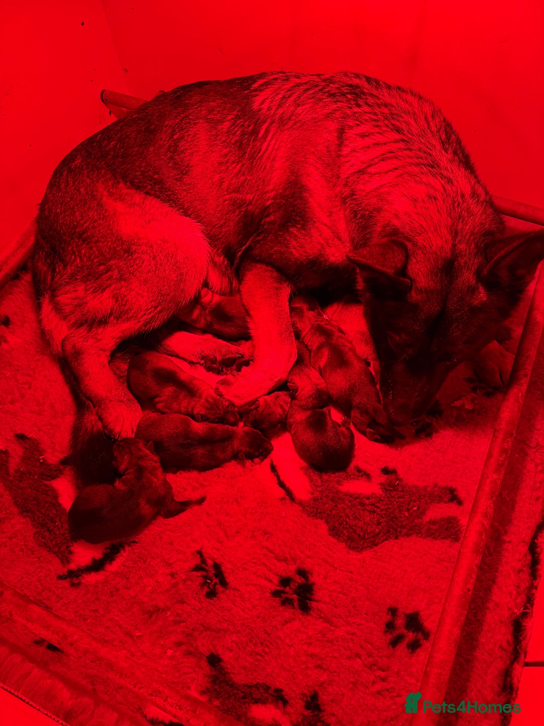 German Shepherd dogs for sale: Beautiful kc reg working line German shepherds  - Advert 20