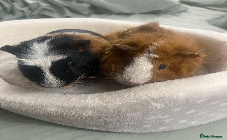 Guinea Pig rodents Guinea Pig Babies for Sale - Advert 15