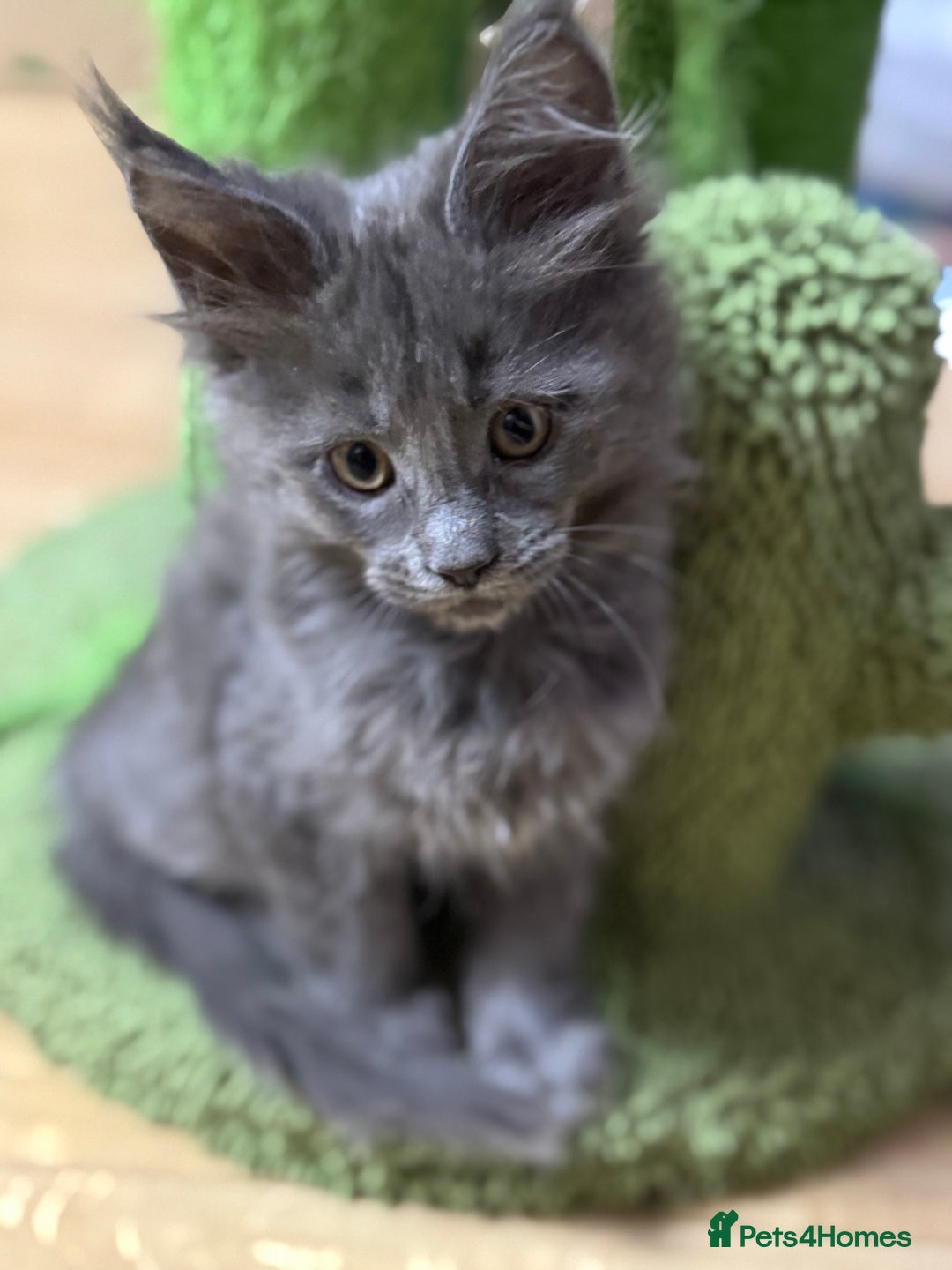 Maine Coon cats for sale: Adorable pure breed Maine coon Kittens’s for sale - Advert 9