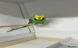 Budgerigars birds for sale: Selection of budgies  - Image 5