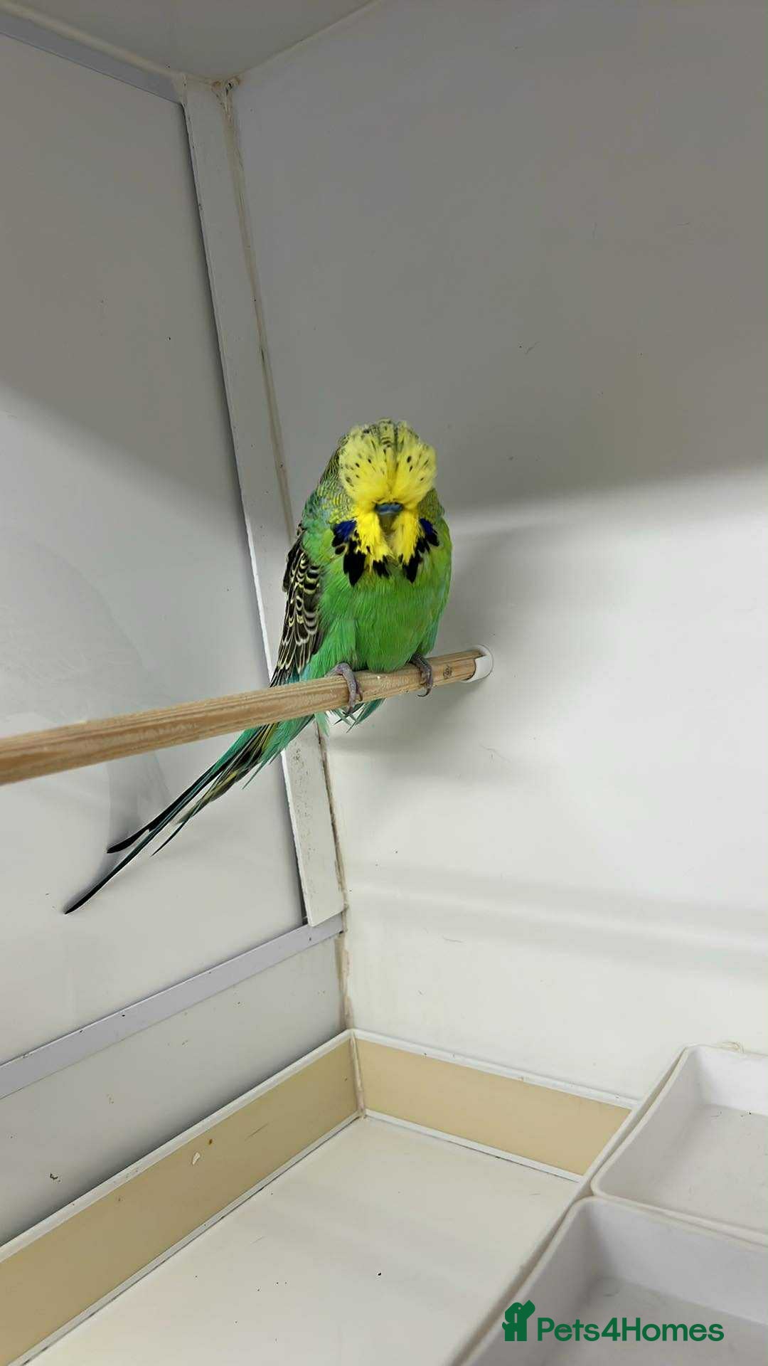 Budgerigars birds for sale: Selection of budgies  - Image 5
