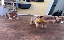 Jack Russell dogs for sale: Jack Russell puppies. - Image 3