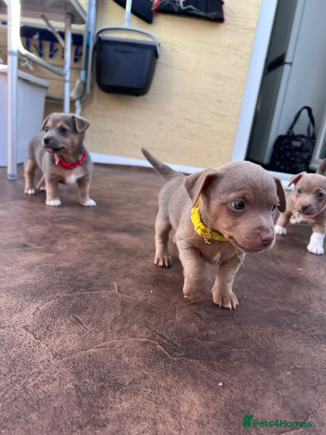 Jack Russell dogs for sale: Jack Russell puppies. - Image 3