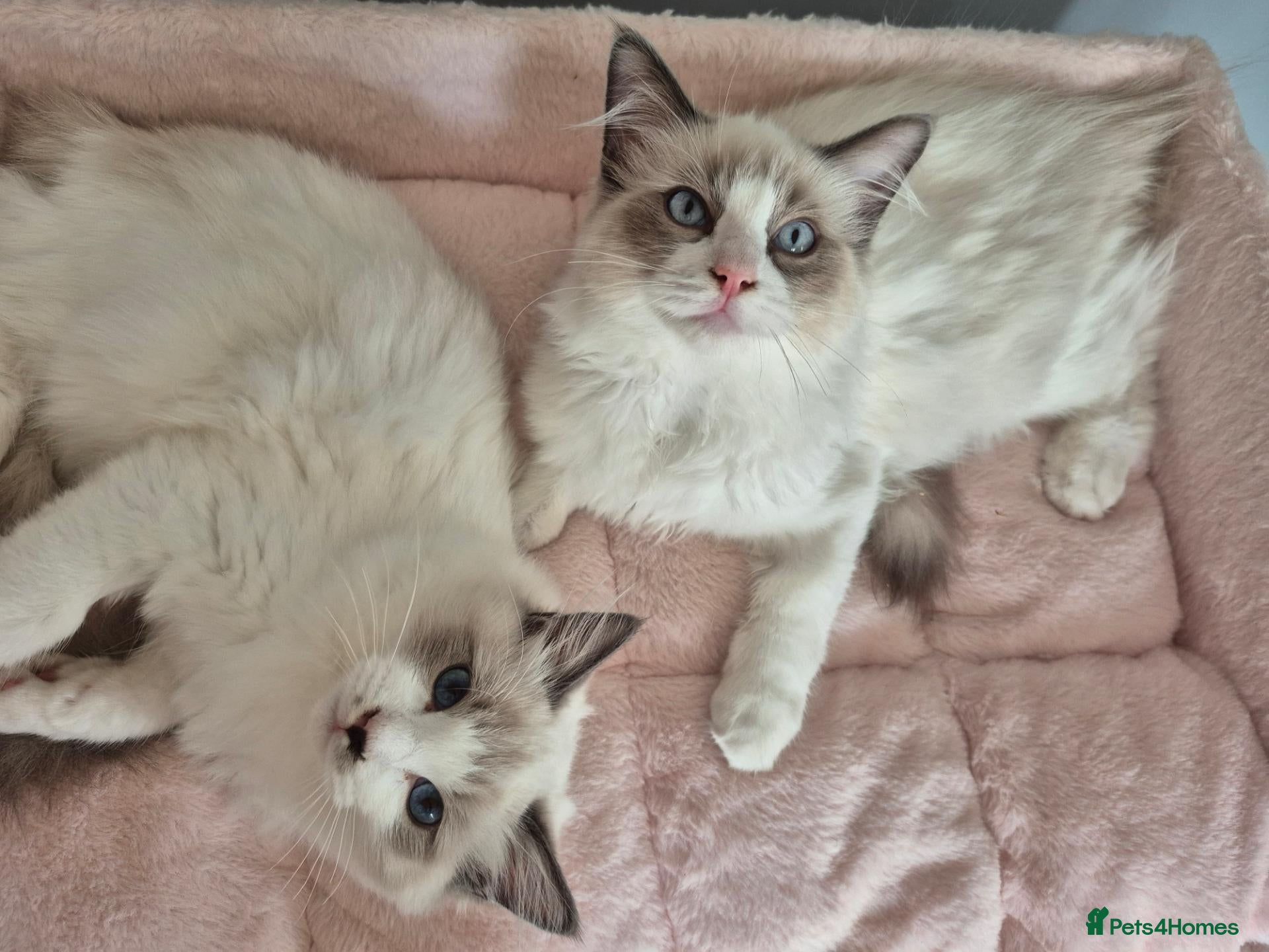 Ragdoll cats Two cuddly GCCF Ragdoll boys available 🩵 - Advert 1