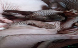 Sphynx cats for sale: 5 Adorable Sphynx Kittens for sale! - Image 10