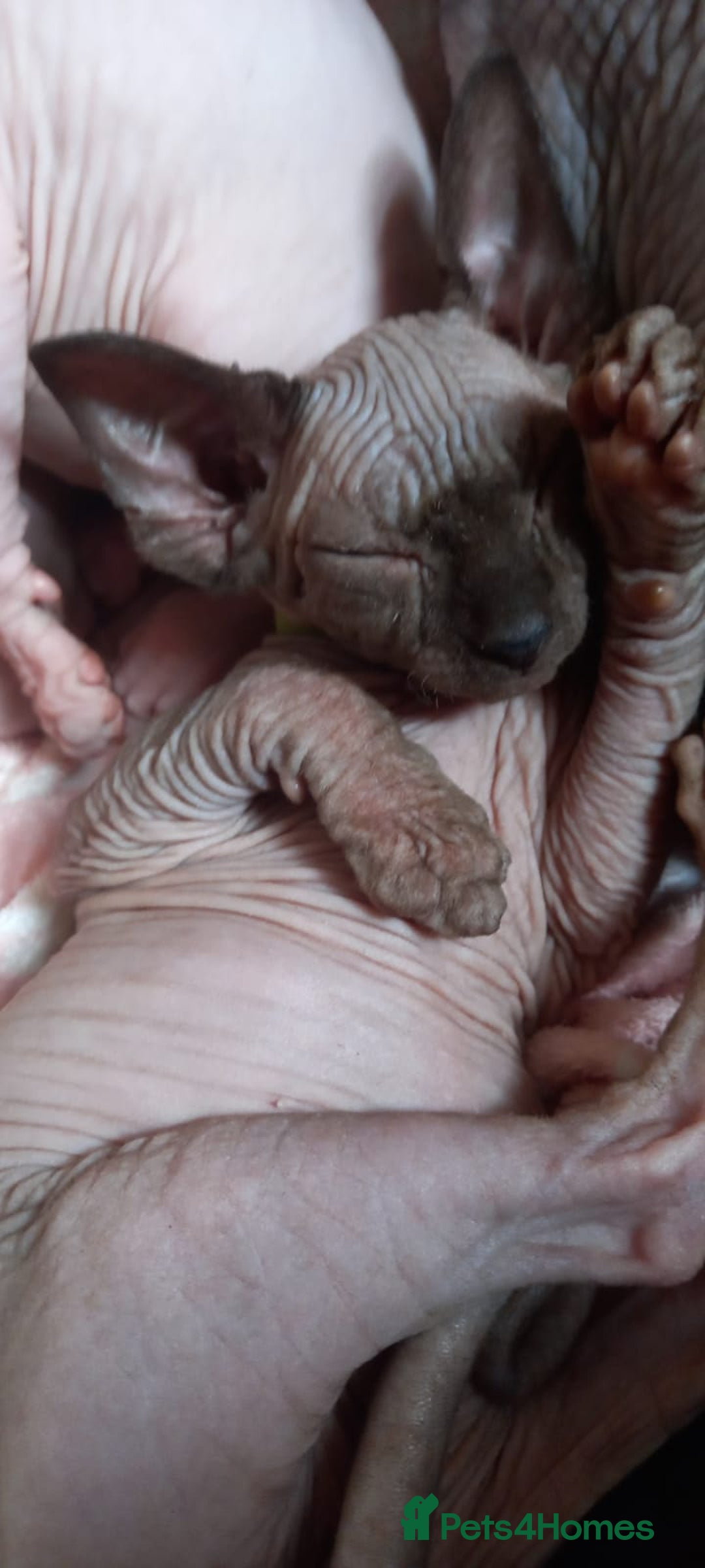 Sphynx cats for sale: 5 Adorable Sphynx Kittens for sale! - Image 10