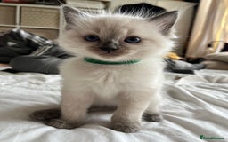 Ragdoll cats for sale: Ragdoll kittens  - Image 8