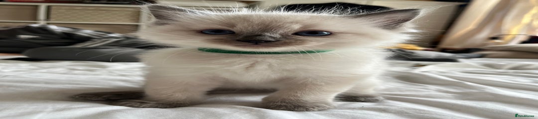 Pickle 