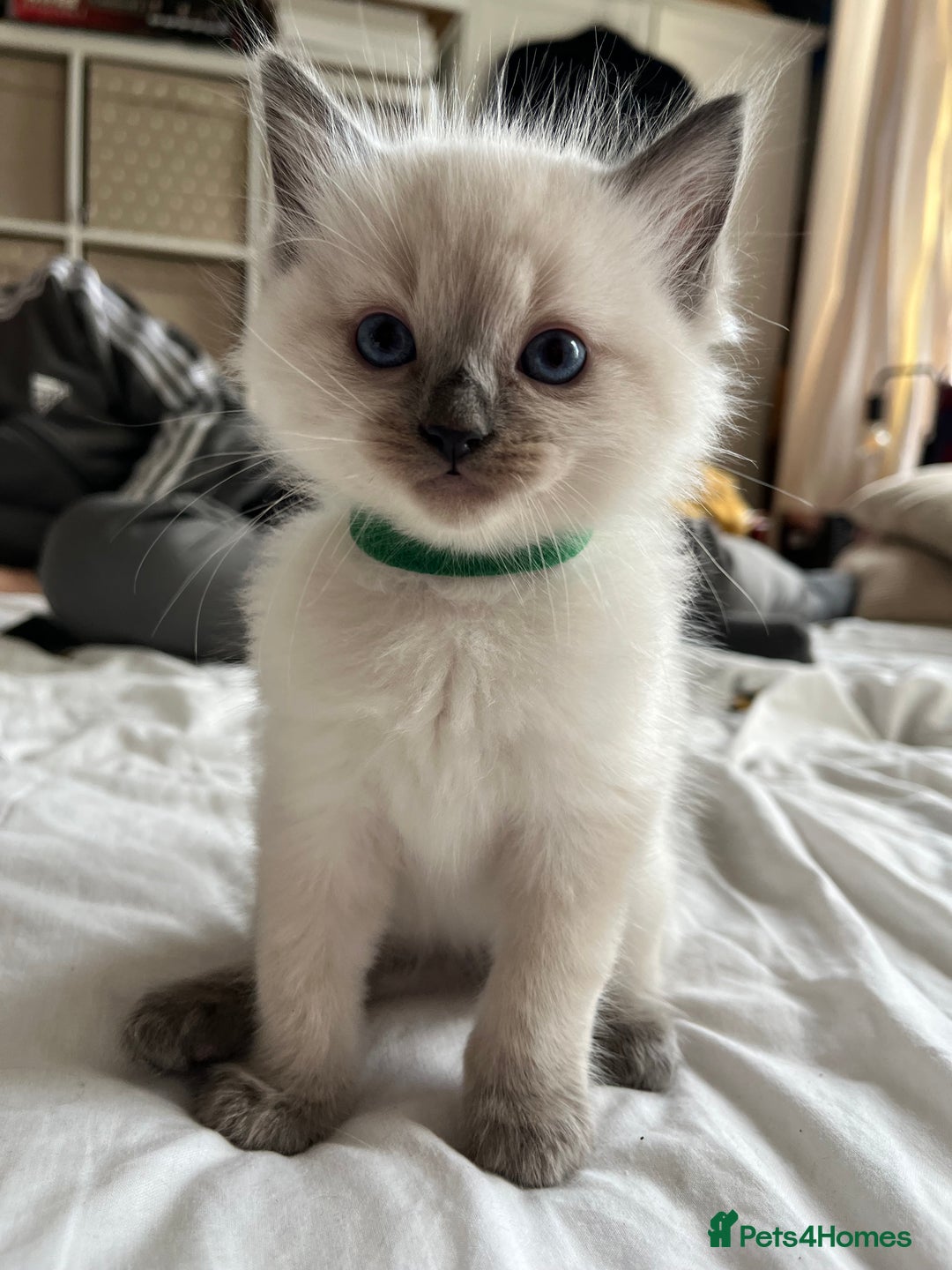 Ragdoll cats for sale: Ragdoll kittens  - Image 8