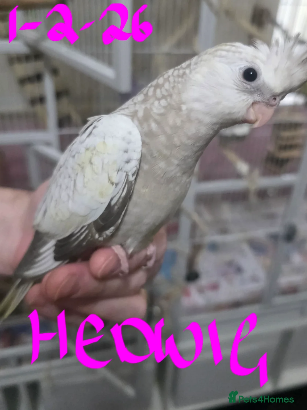 Cockatiels birds for sale: Baby cockatiels mixed  - Advert 12