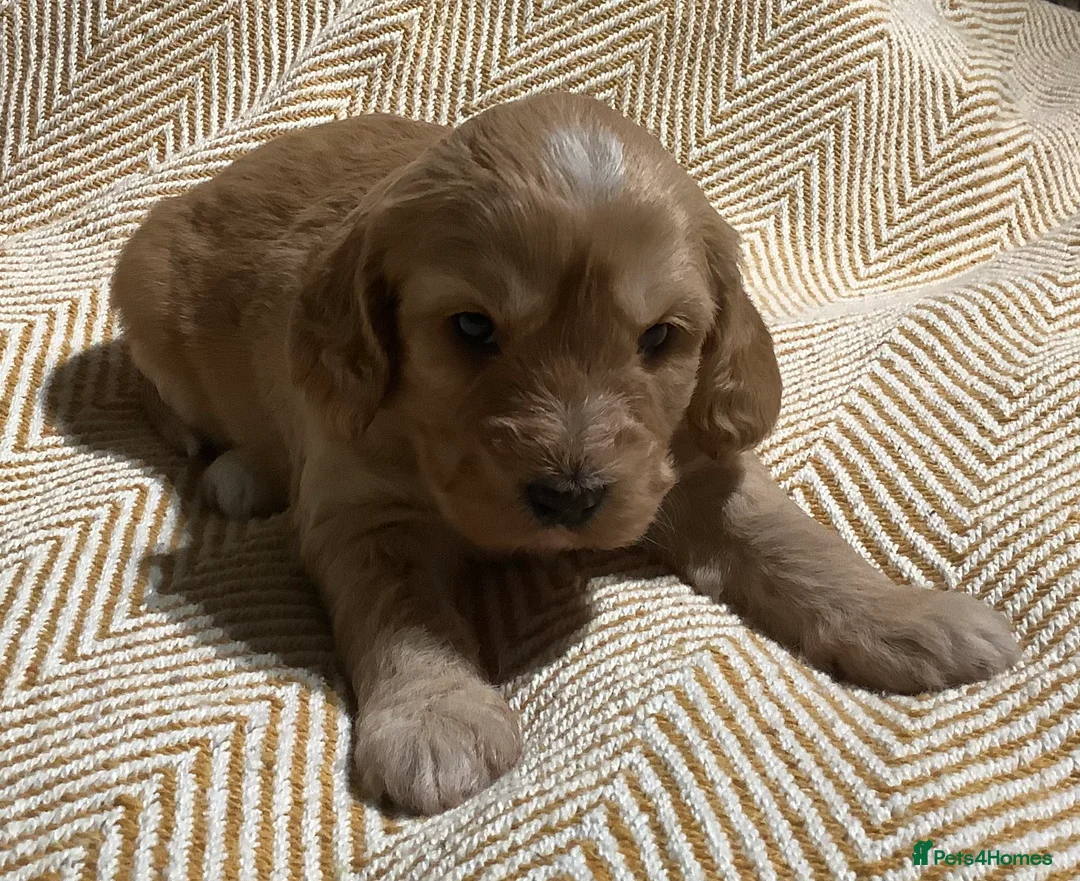 Mixed Breed dogs for sale: AUSTRALIAN LABRADOODLE PUPPIES READY NOW - Advert 13
