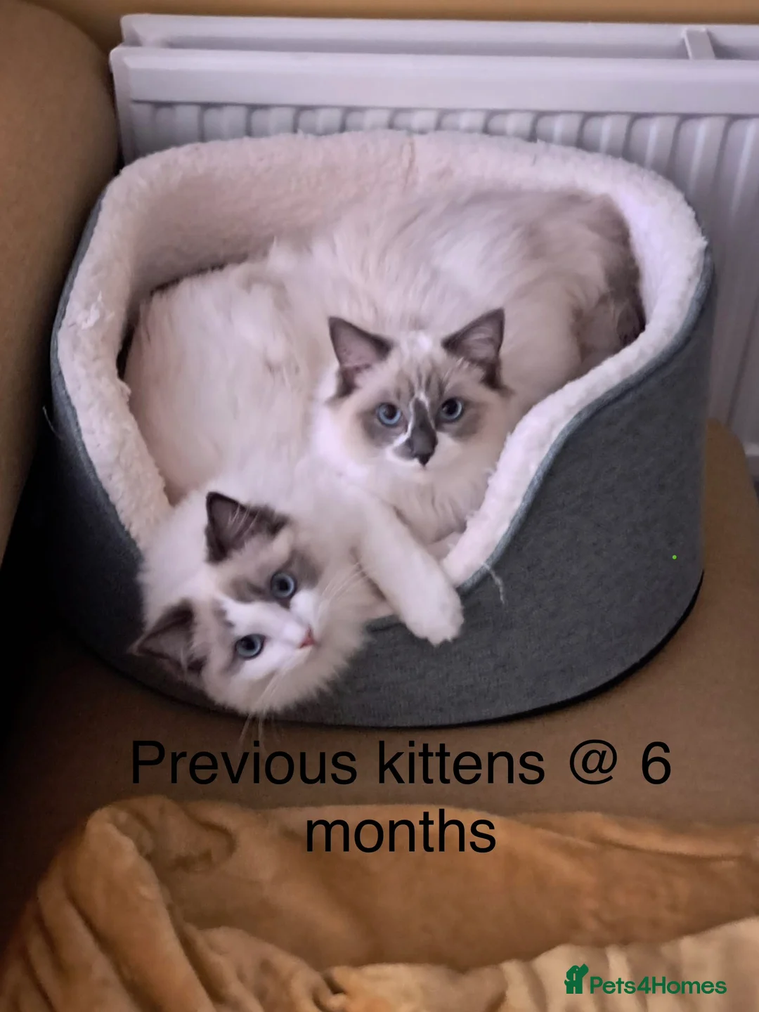 Ragdoll cats for sale: GCCF registered purebred Ragdoll kittens in Fareham - Advert 5