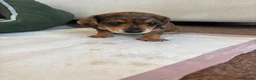 Dachshund dogs for sale: 2 beautiful cream dappled dachshund girls  - Advert 5