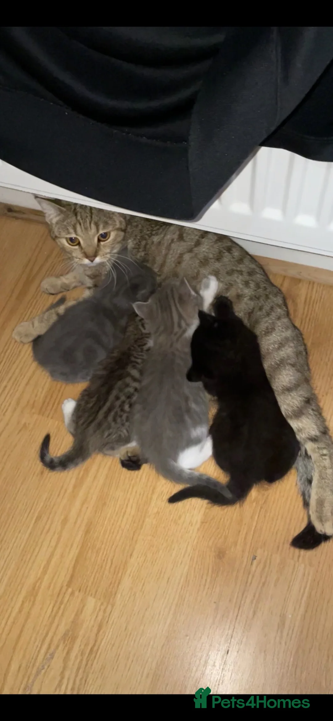 Mixed Breed cats for sale: 4 mixed breed kittens for sale  in Sittingbourne - Advert 2
