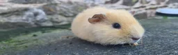 Guinea Pig rodents for sale: Male guinea pigs sheltie and short coated - Advert 21