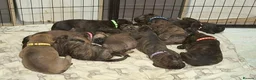 Mixed Breed dogs for sale: 3/4 bullmastiff 1/4 rottie in Ripley - Advert 9