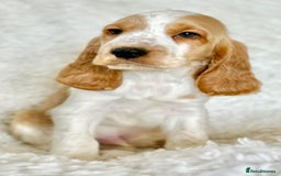 Cocker Spaniel dogs for sale: Golden Roan Full Health Tests Showline KC Reg Pups - Image 32