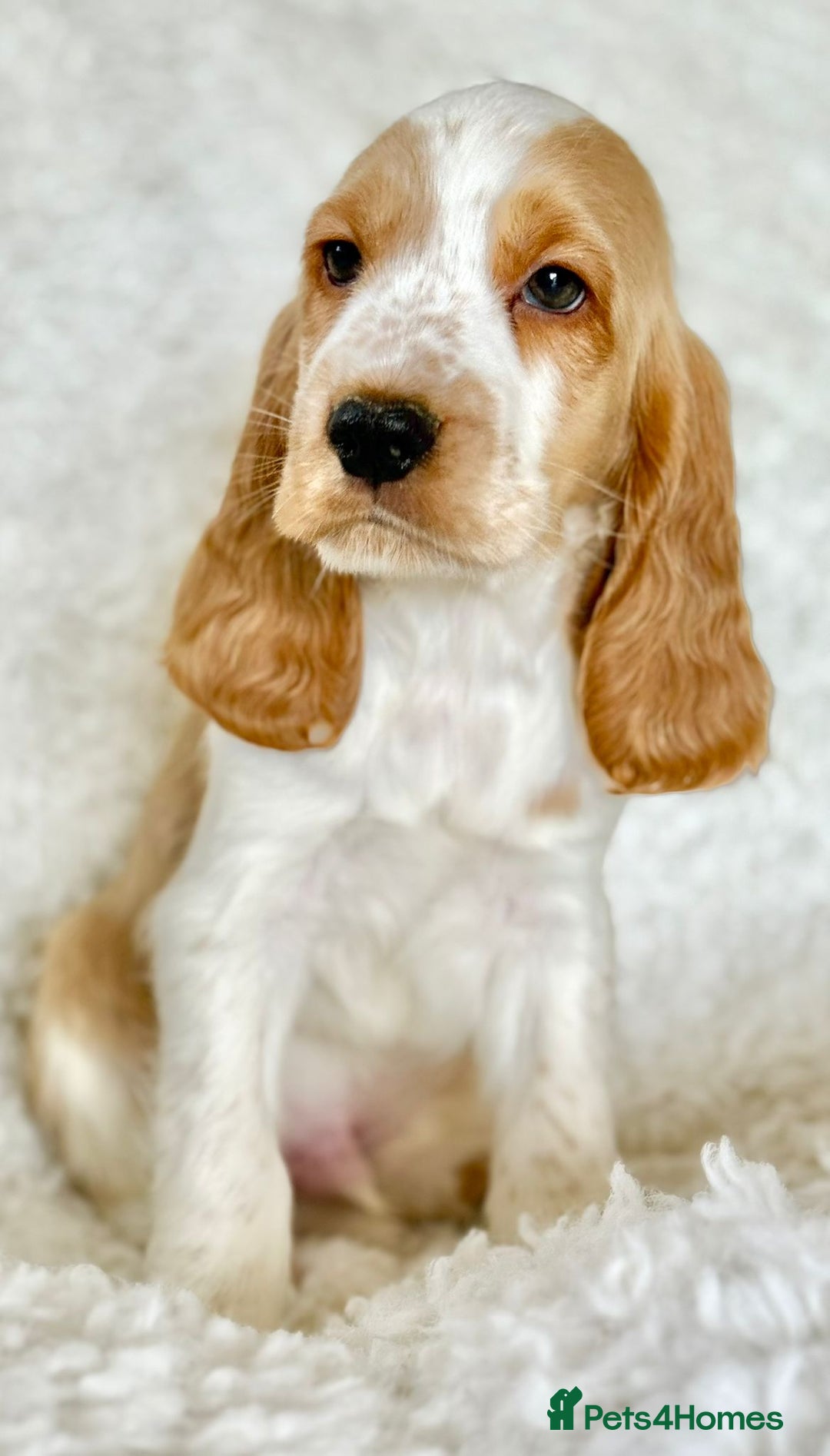 Cocker Spaniel dogs for sale: Golden Roan Full Health Tests Showline KC Reg Pups - Image 32