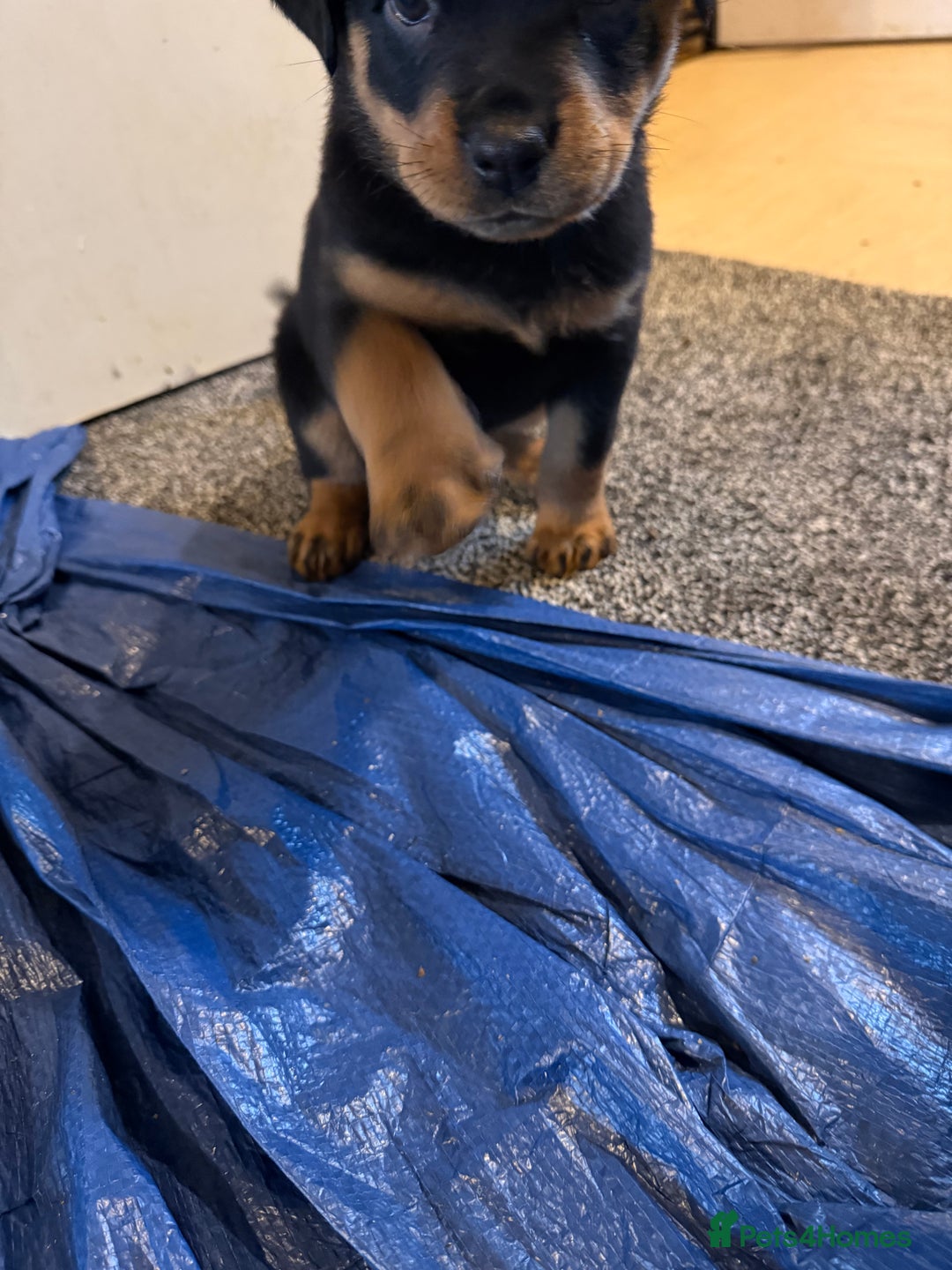 Mixed Breed dogs for sale: Beautiful chunky 3/4 Rottweiler 1/4 sharpei pups  - Advert 21
