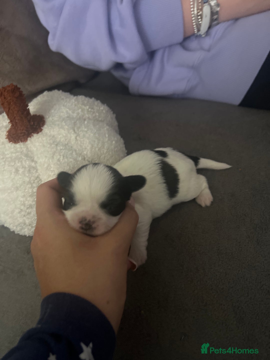 Shih Tzu dogs for sale: Shih tzu puppies  - Image 7