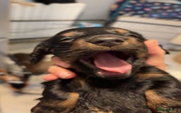 Dachshund dogs for sale: Long haired dachshund  - Image 5