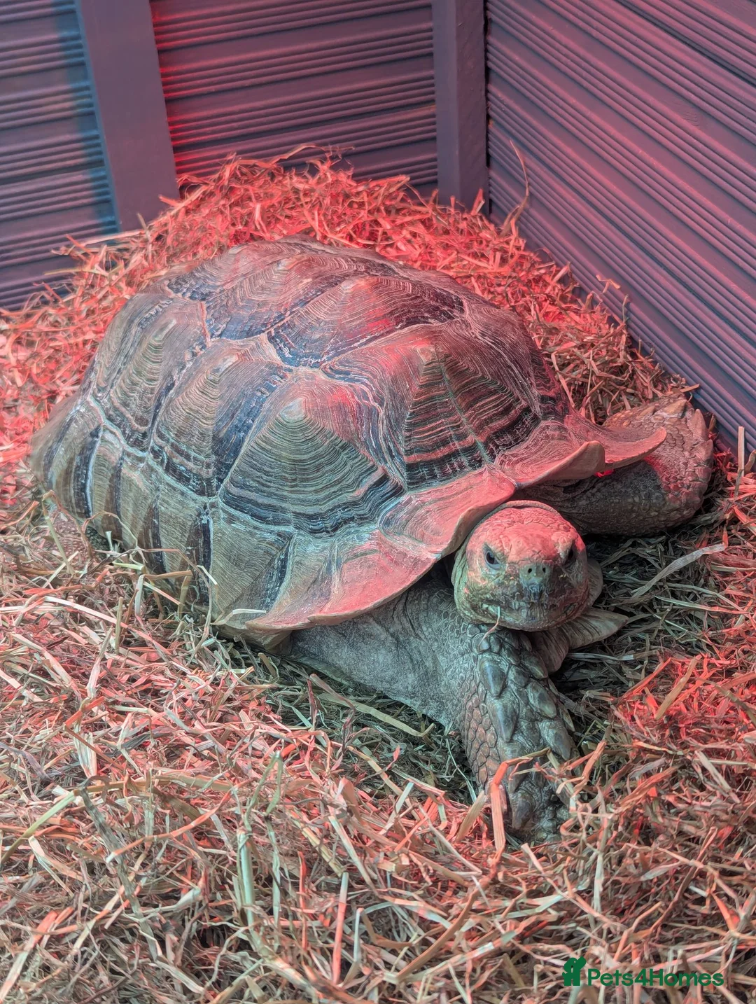 Snake reptiles for sale: Adult male Sulcata tortoise  - Advert 1