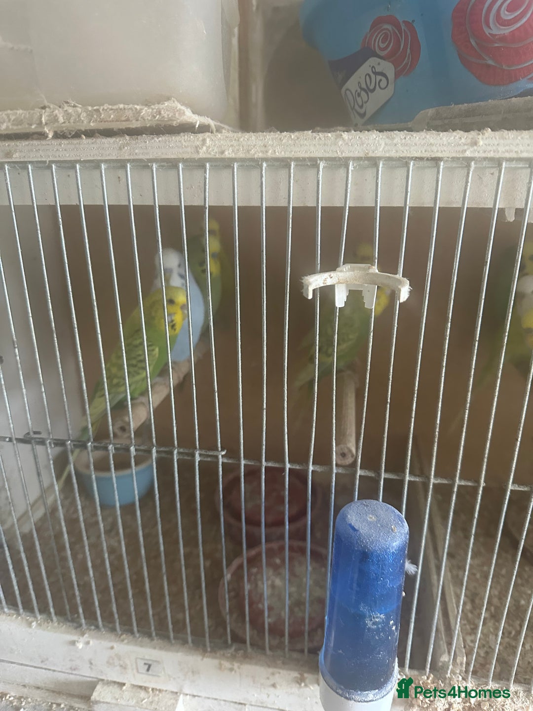 Budgerigars birds for sale:  Baby  budgies for sale  - Advert 1