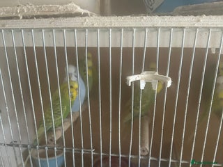 Budgerigars birds Baby budgies for sale - Advert 2
