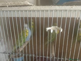 Budgerigars birds Baby budgies for sale - Advert 24