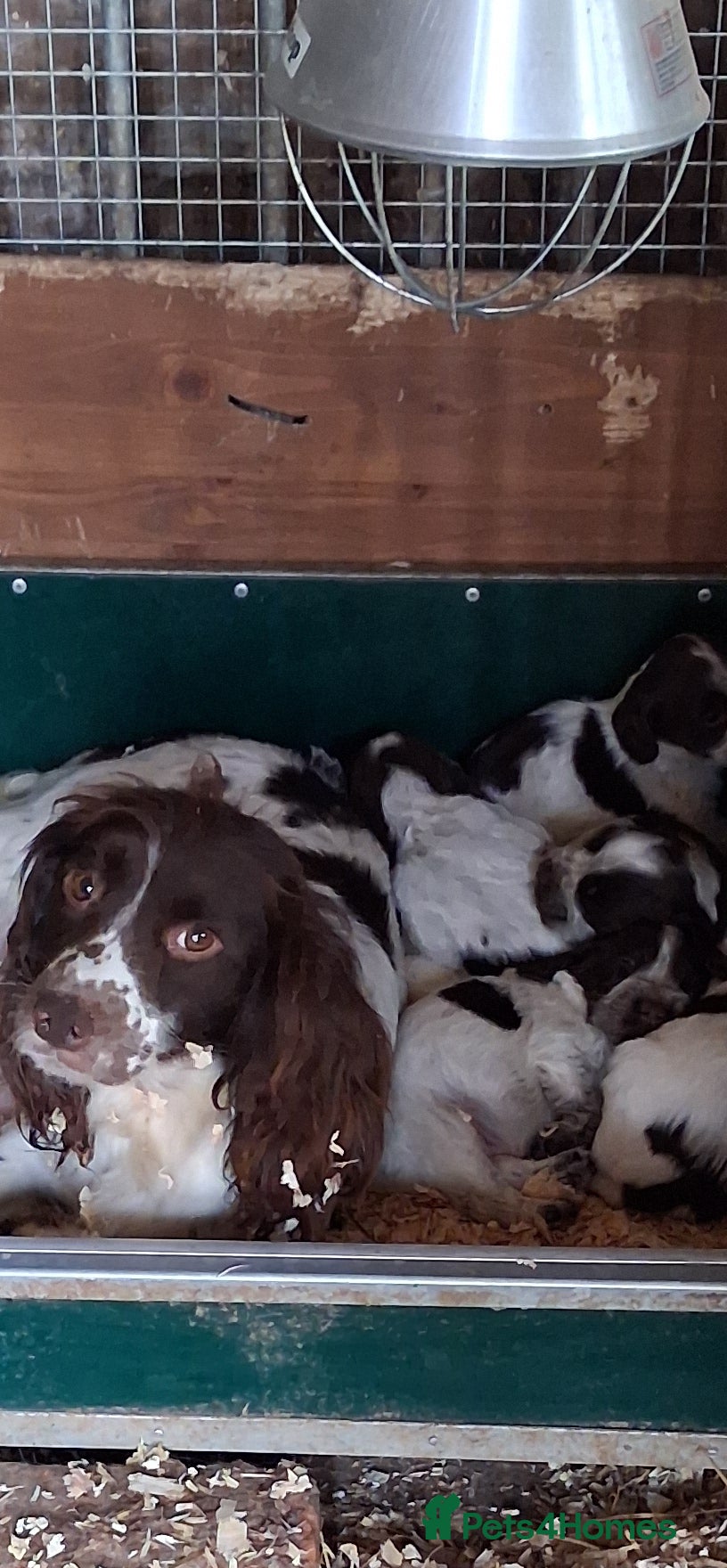 Sprocker dogs Cracking litter of Sprocker F1 pups. - Advert 1