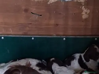 Sprocker dogs Cracking litter of Sprocker F1 pups. - Advert 1