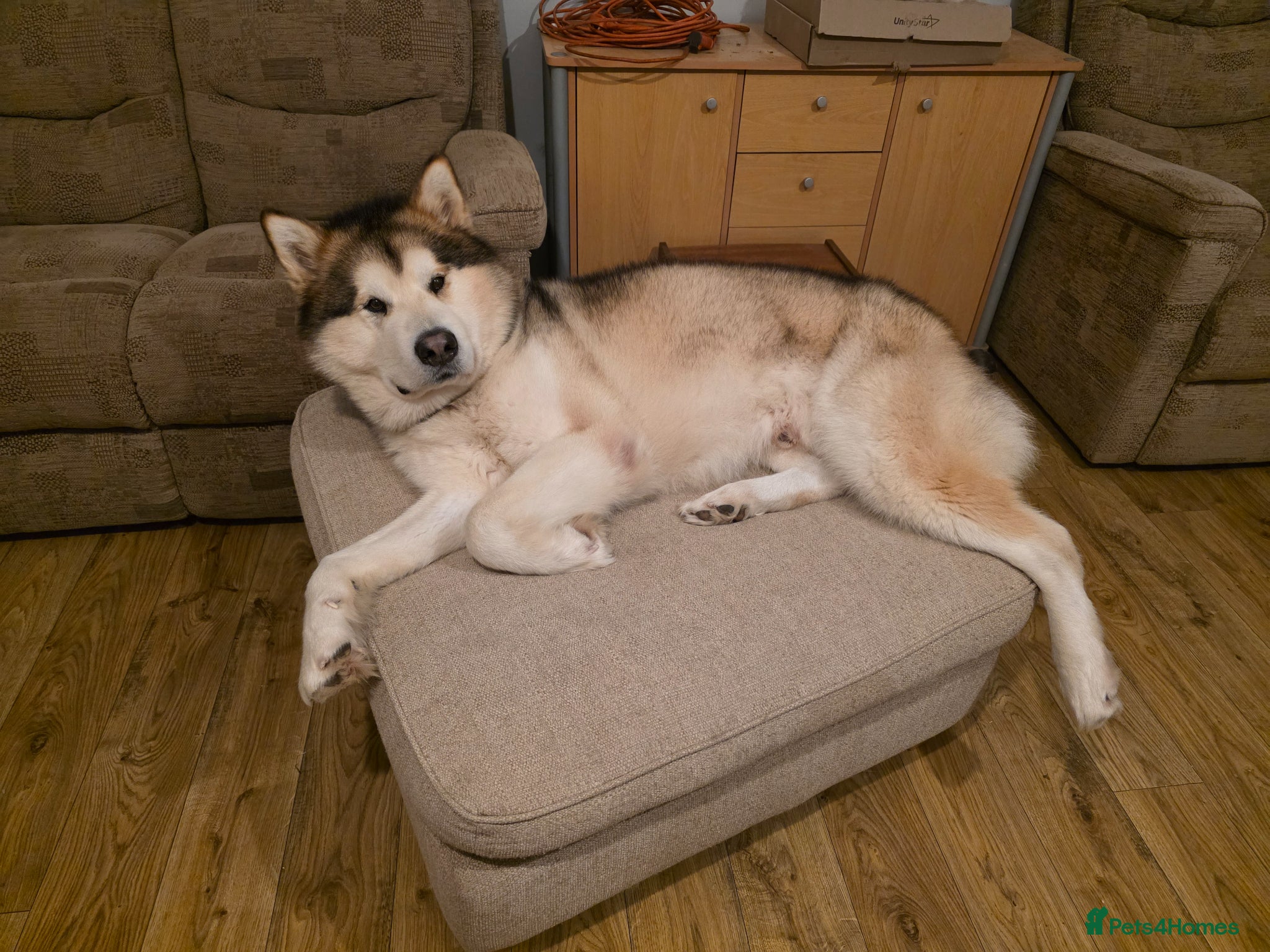 Alaskan Malamute dogs KC Alaskan Malamute for stud - Advert 17