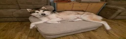 Alaskan Malamute dogs for stud: KC Alaskan Malamute for stud - Advert 2