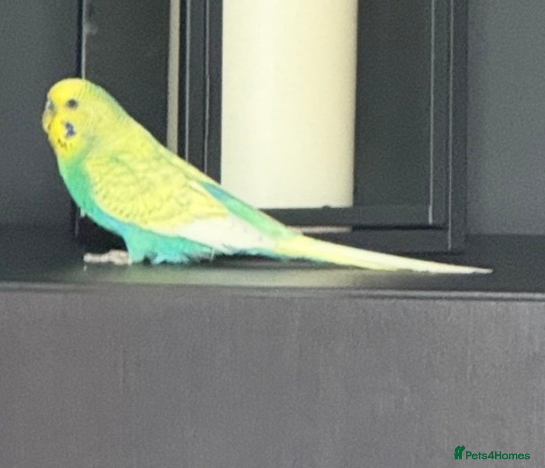 Budgerigars birds for sale: Two Beautiful Budgies for Sale – With Cage. - Advert 3