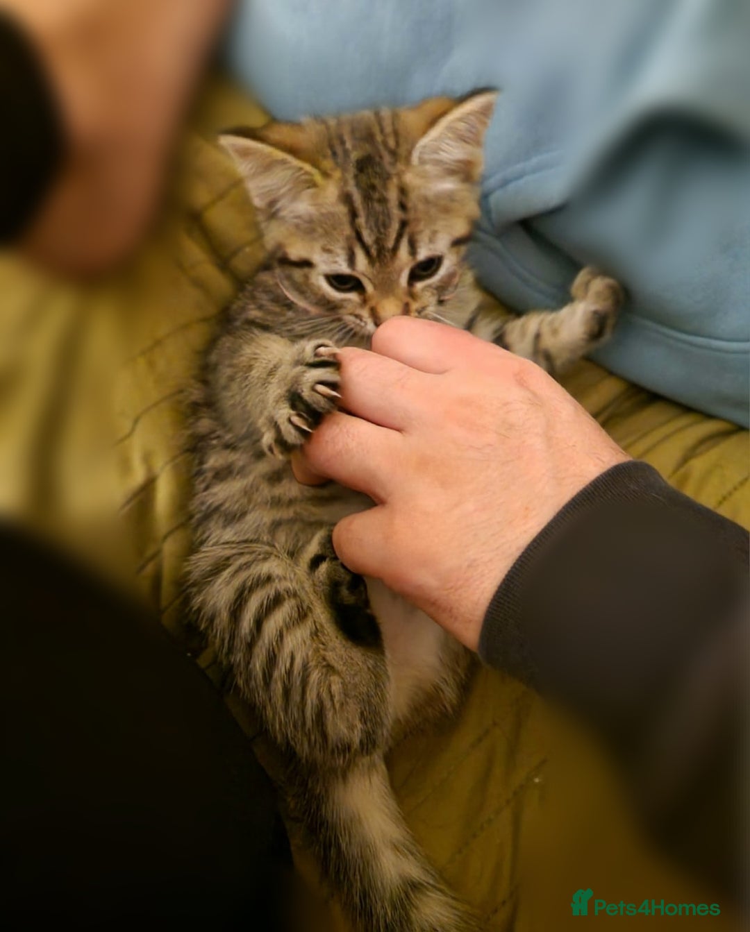 Mixed Breed cats for sale: Adorable kittens in London(SE18)😻❤️😻 - Advert 16