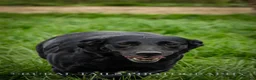 Labrador Retriever dogs for sale: KC registered Labrador pups from top working lines in Rugby - Advert 9