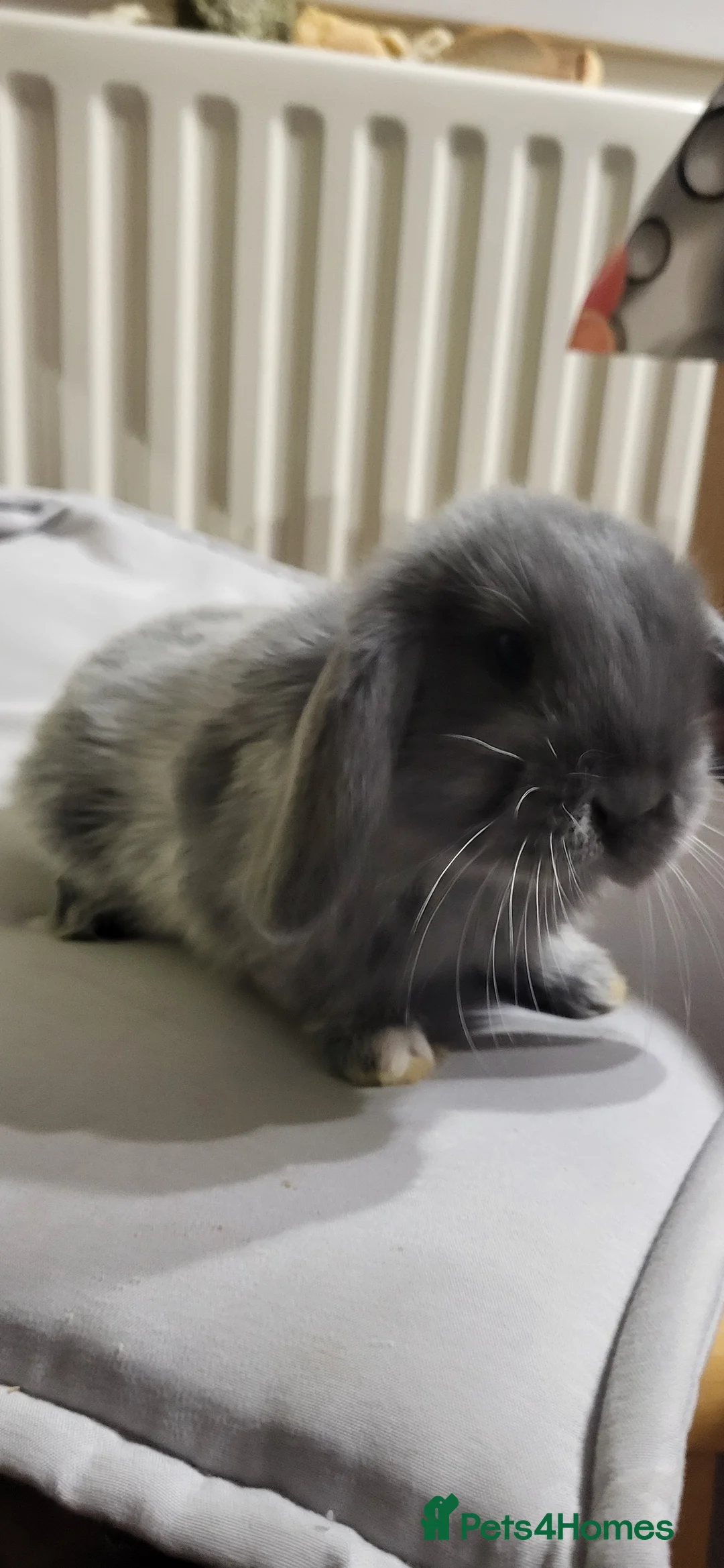 Mini Lion Lop rabbits for sale: Beautiful Mini lop looking good a home  - Advert 3