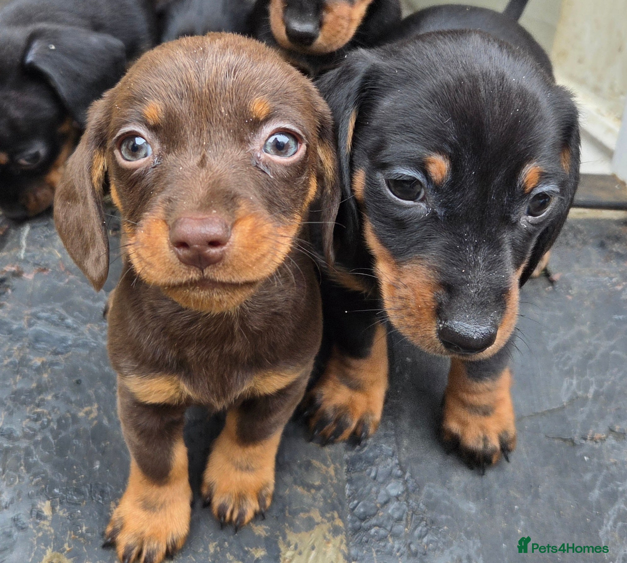 Miniature Dachshund dogs Miniature Dachshunds - Advert 1