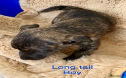 Jack Russell dogs for sale: Bob tail jacks  - Image 7