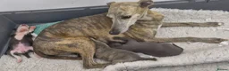 Whippet dogs for sale: Beautiful Whippet Puppies. - Advert 12