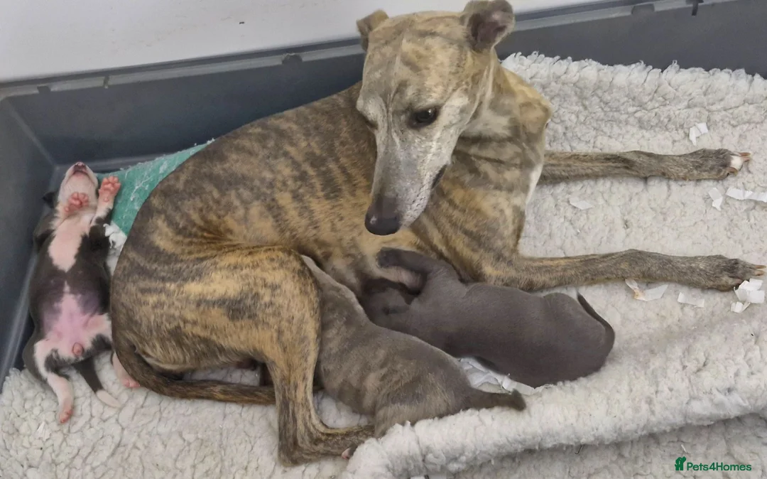 Whippet dogs for sale: Beautiful Whippet Puppies. - Advert 12