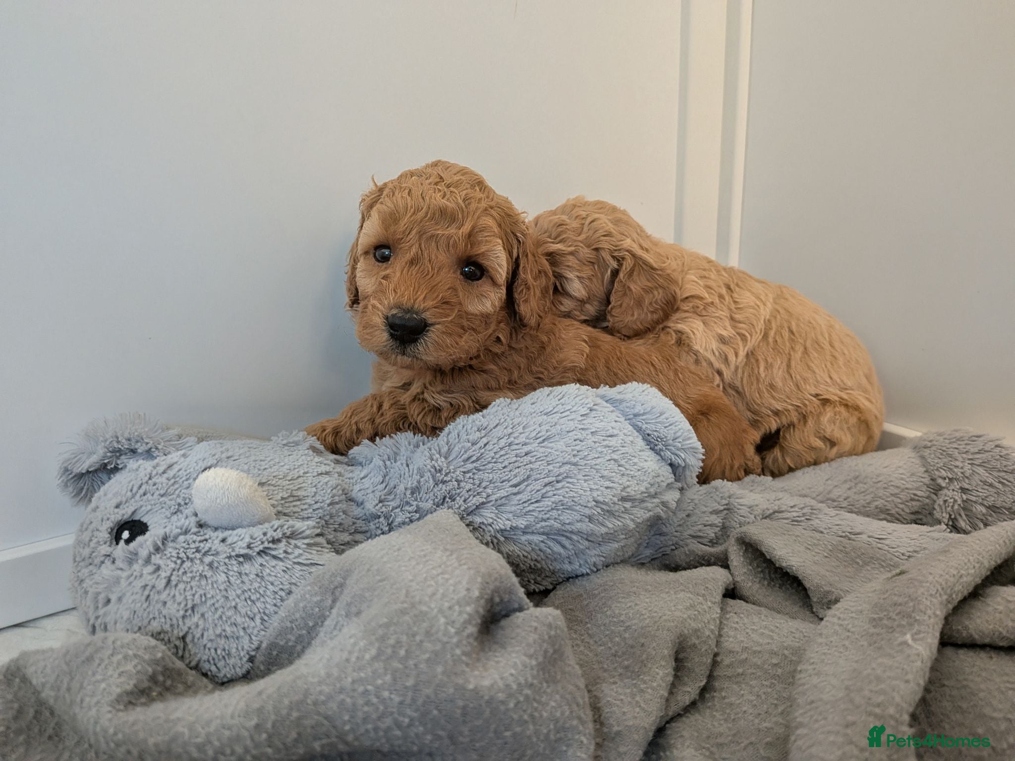 Miniature Poodle dogs KC Registered Red & Apricot Miniature Poodles - Advert 1